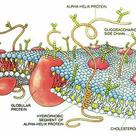Structure of the cell membrane