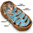 Structure of a mitochondrion