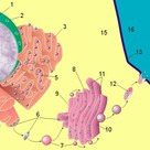 Vesicle transport system (I)