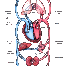 Blood pulmonary and systemic circuits