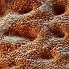 Gastric epithelium