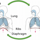 Human breathing movements
