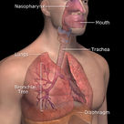 Human respiratory system (I)