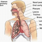 Human respiratory system (II)