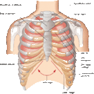 The ribcage