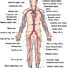 Arteries and veins of the human body