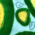 Myelin sheath of a neurone