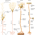 Different types of neurones
