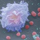 White blood cell and bacteria