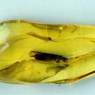 Amber with insect
