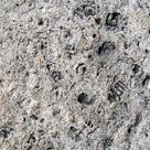 Fossiliferous limestone