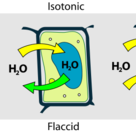 Osmotic pressure on plant cells