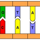 DNA<sub>ds</sub> base pairing (I)