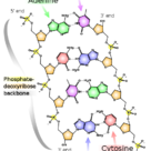 DNA<sub>ds</sub> base pairing (II)