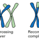 Recombination by crossing over in meiosis (I)