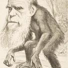Darwin's caricature as an ape