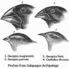 Speciation by geographic isolation: Darwin's finches