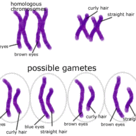 Recombination by independent segregation of chromosomes in meiosis
