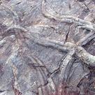 Cruziana, trackways of trilobites (II)