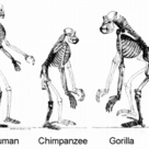 Hominoids' skeletons