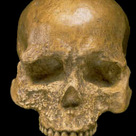 Archaic <i>Homo sapiens</i> (Cro-Magnon)