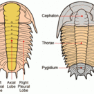 Anatomy of trilobites