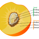 Fruit diagram
