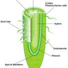 Internal root anatomy