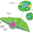 Leaf anatomy and stoma