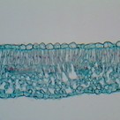 Cross section of a leaf (I)