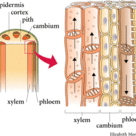 Vascular bundles of the stem