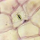 Stomata (III)