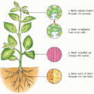 Water movement in plants