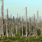 Acid rain damaged wood