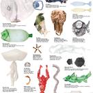 The most dangerous species in the Mediterranean sea