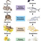 Trophic chains