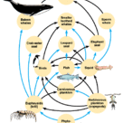 Trophic web