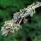 <i>Ramalina farinacea</i>