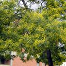 Mimosa (<i>Acacia dealbata</i>) (I)