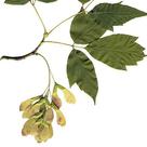 Box elder maple (<i>Acer negundo</i>)