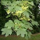 Norway maple (<i>Acer platanoides</i>)