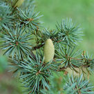Atlas cedar (<i>Cedrus atlantica</i>) - Foliage and male cones