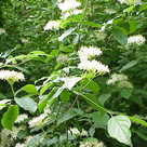 Common dogwood (<i>Cornus sanguinea</i>) (I)