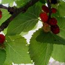 Black mulberry (<i>Morus nigra</i>)