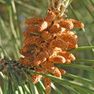 Stone pine (<i>Pinus pinea</i>) - Male cones