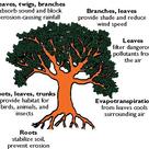 Plant environmental benefits