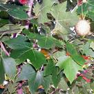 London plane (<i>Platanus x hispanica</i>) (I)