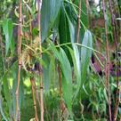 Weeping willow (<i>Salix sepulcralis</i>) - Leaves and catkins