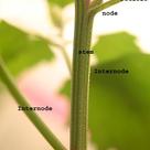 External stem anatomy