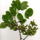 European white elm (<i>Ulmus laevis</i>)
